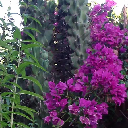 住宿加早餐酒店 卡萨布兰卡住宿加早餐别墅酒店 4*